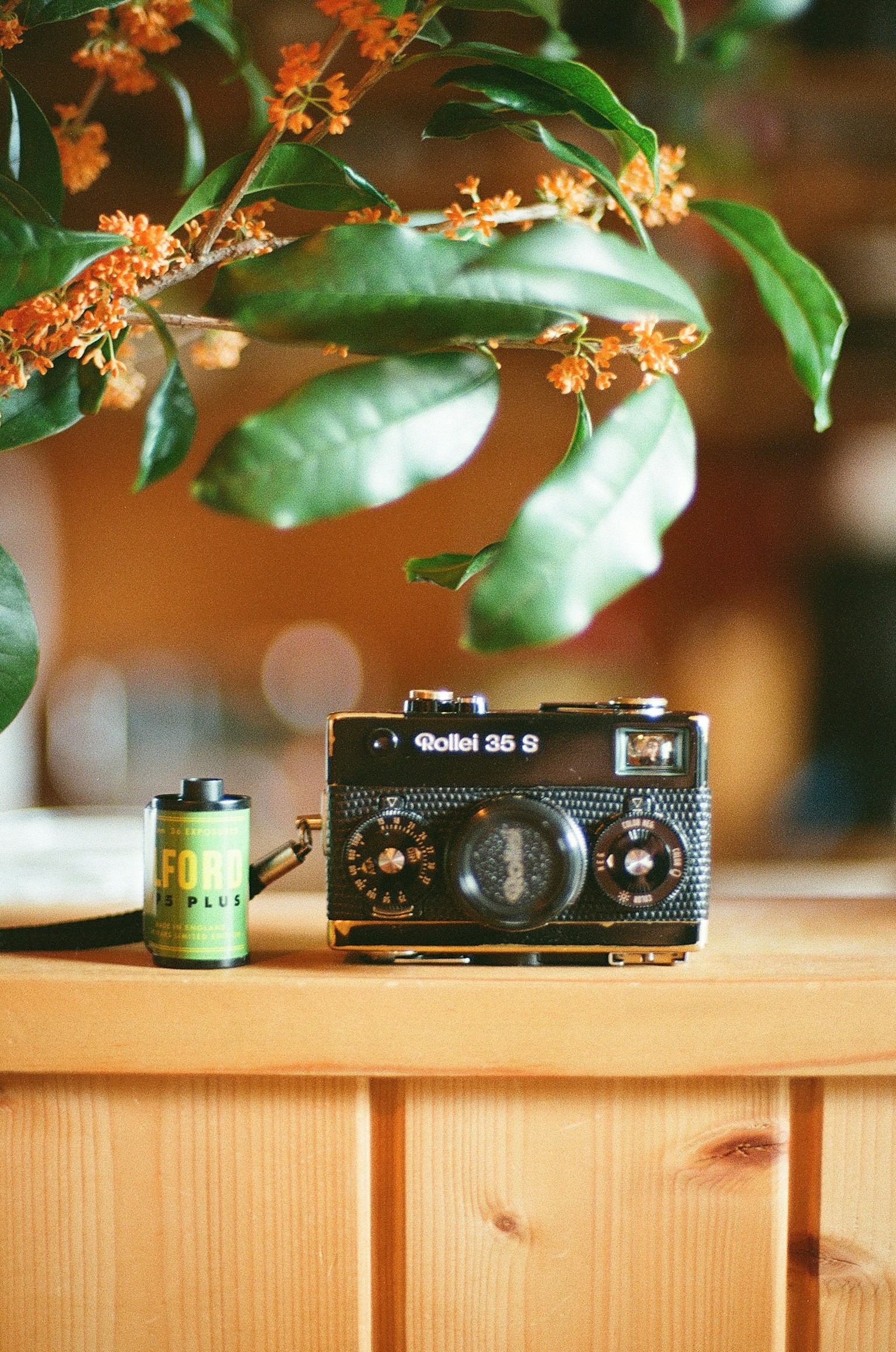 カメラとフィルムが木製のテーブルの上に置かれた写真 植物の葉が背景にある