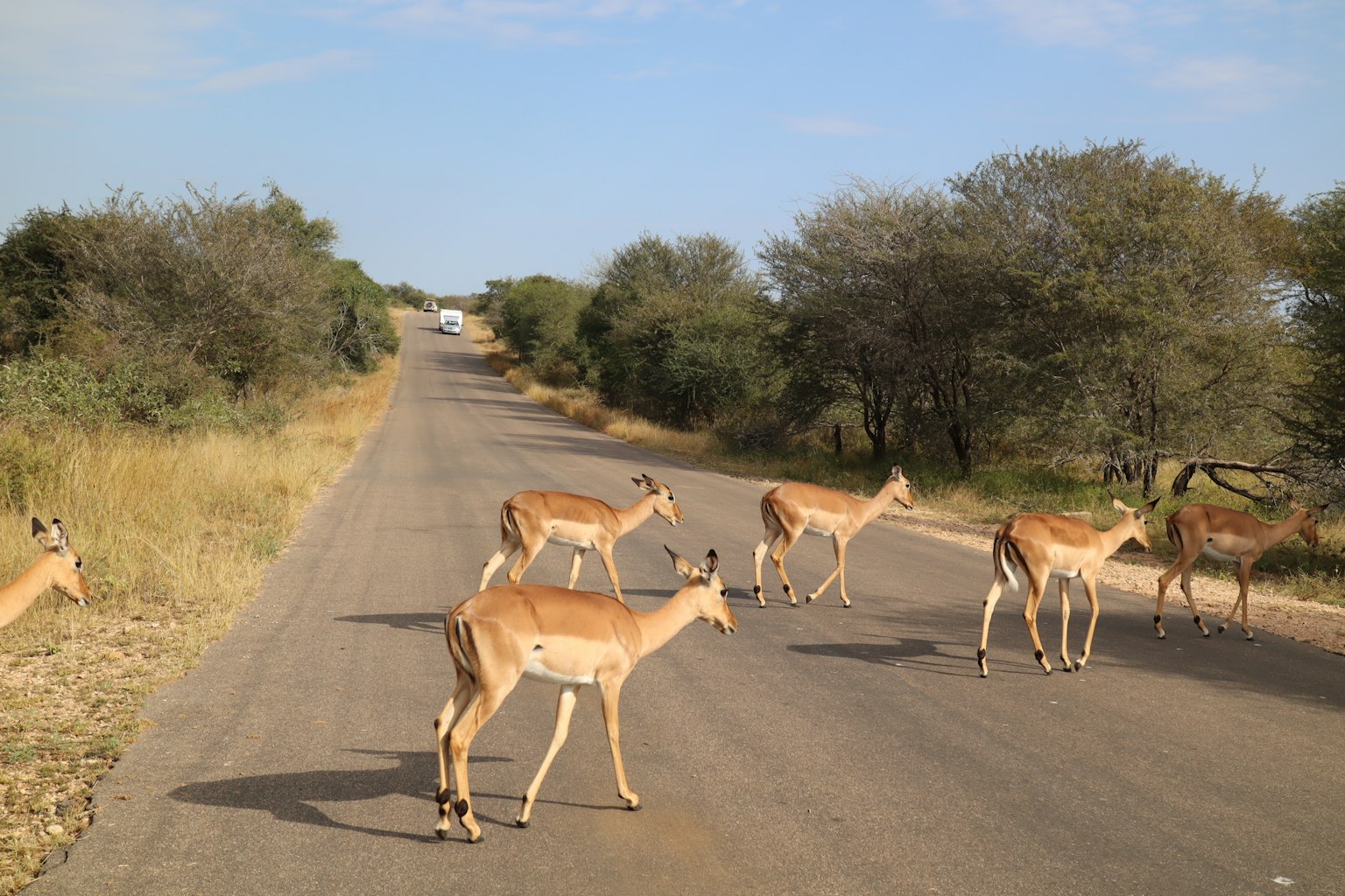 Eine Herde Impalas, die eine Straße überquert, umgeben von natürlicher Landschaft