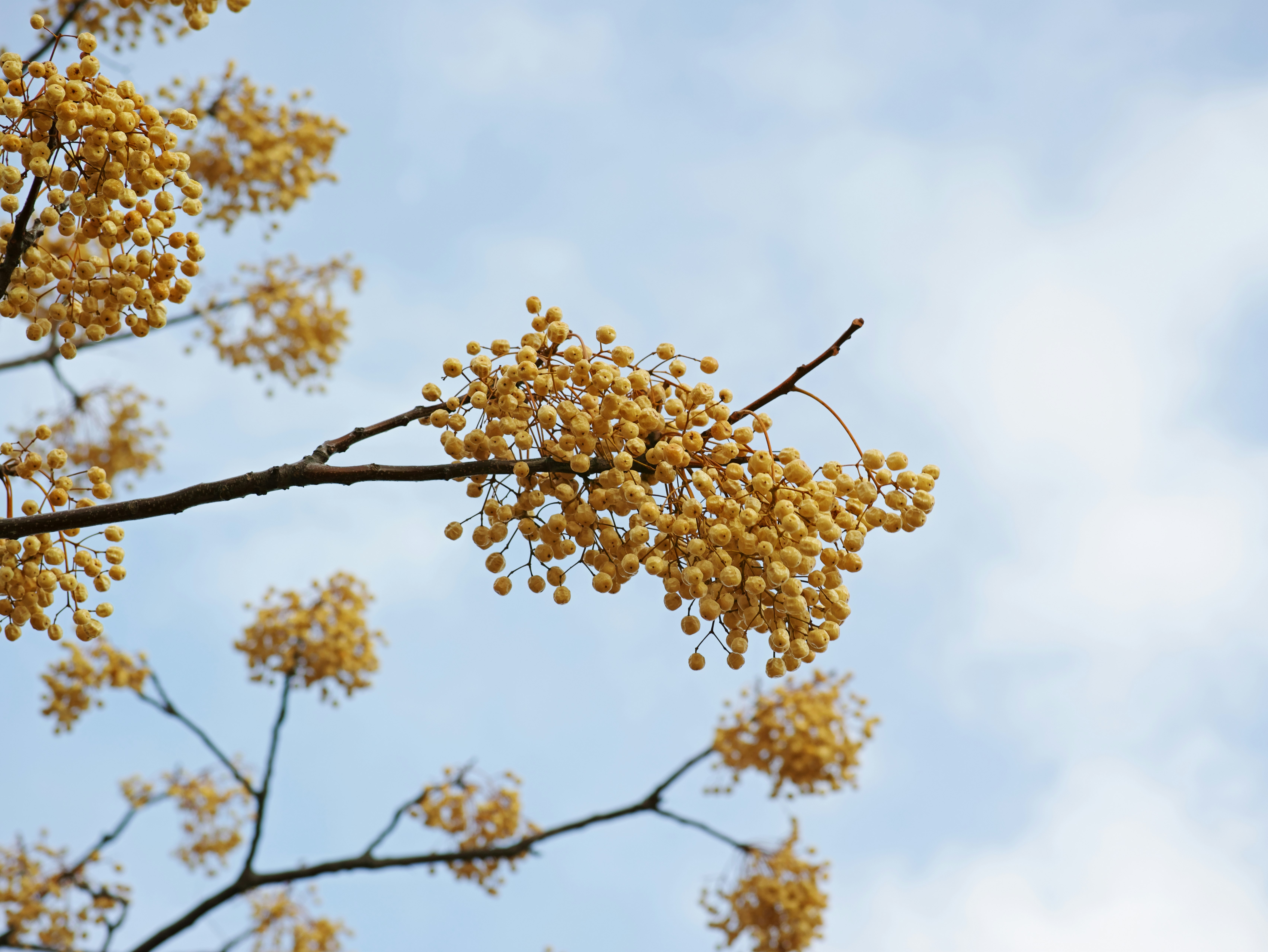 空に向かって咲く黄色い花房の枝