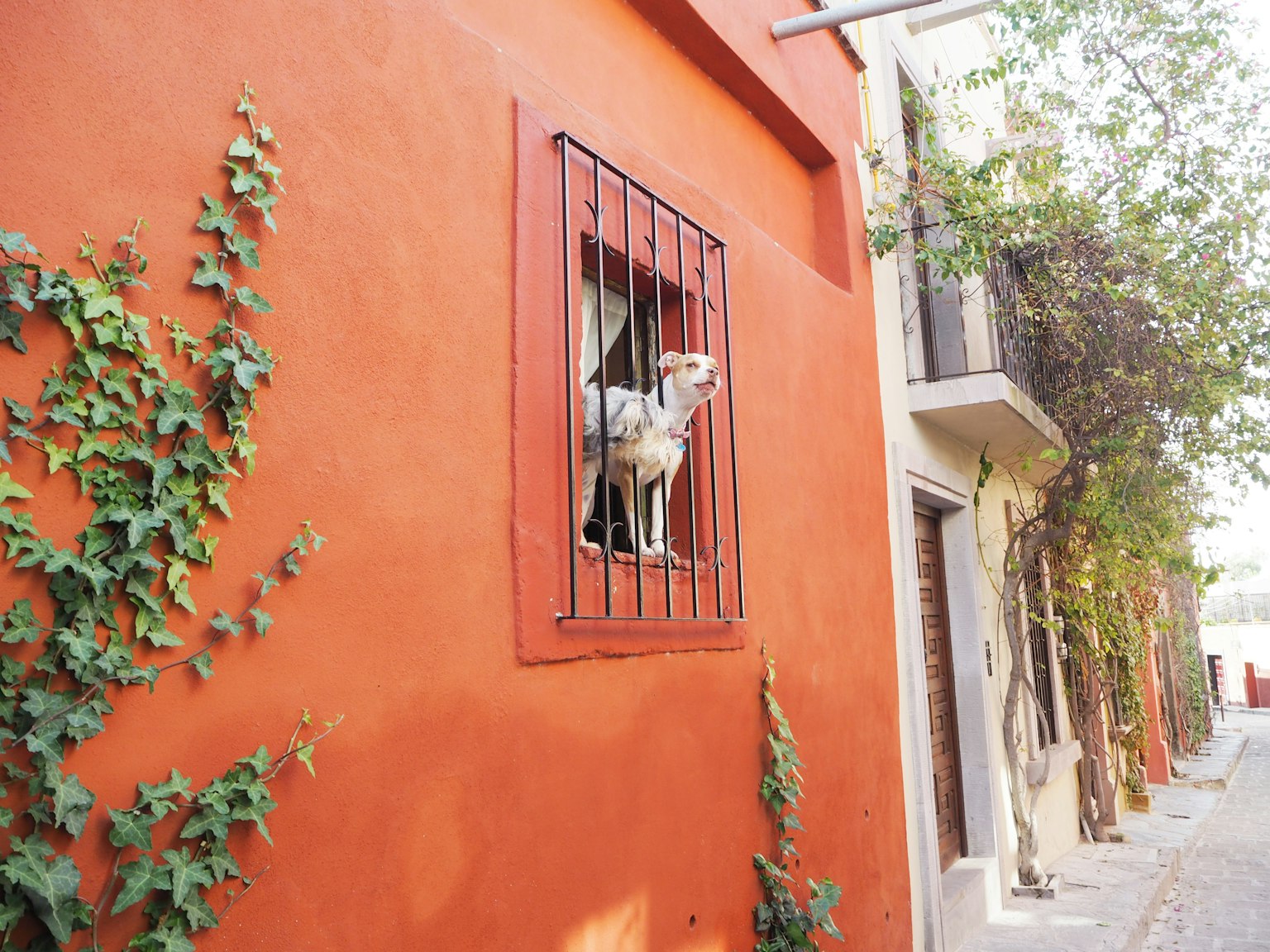 Ein Hund schaut aus einem Fenster mit Gitter an einer orangefarbenen Wand