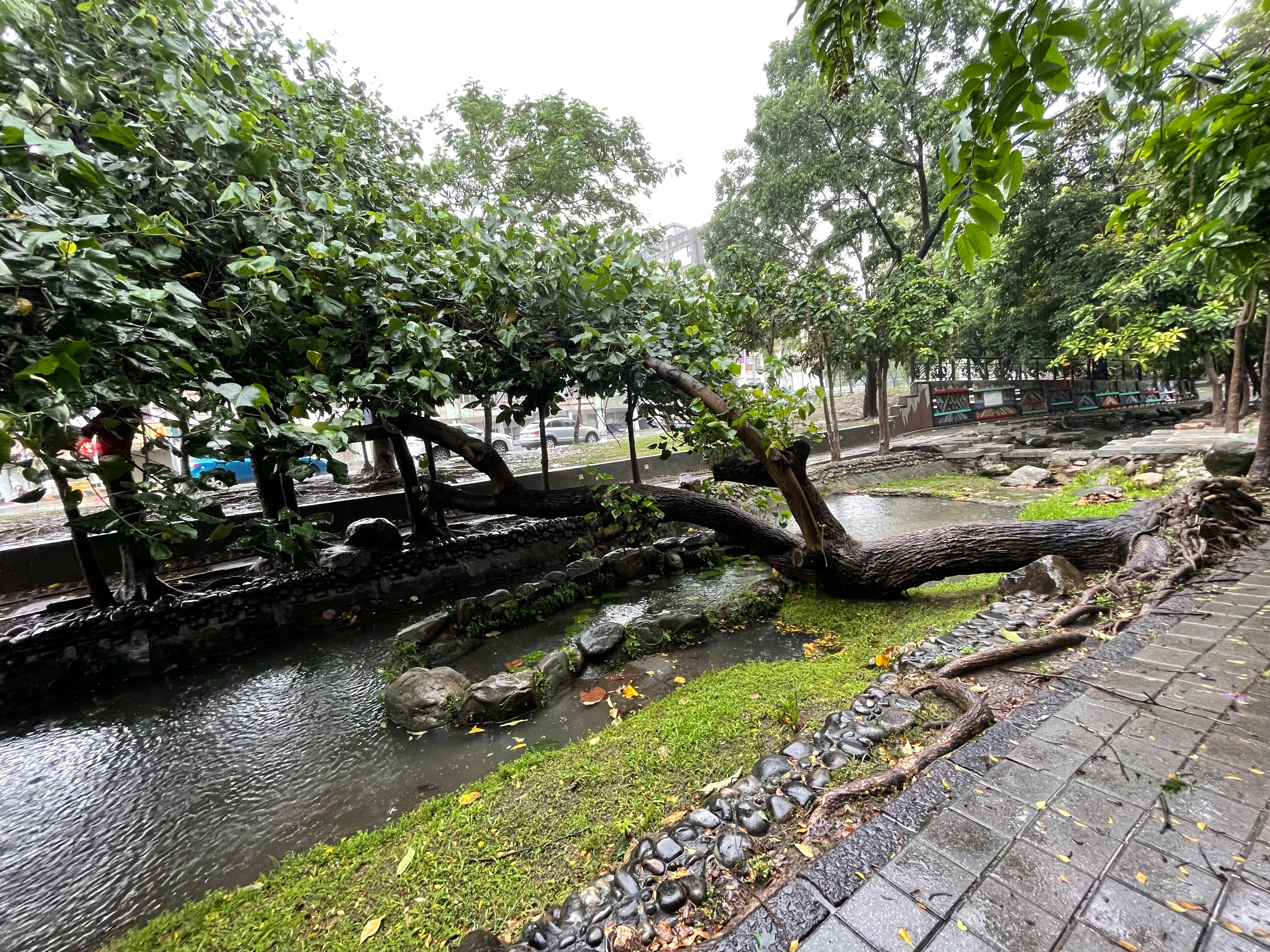 小川沿いの石畳と木々の並ぶ公園の散策路
