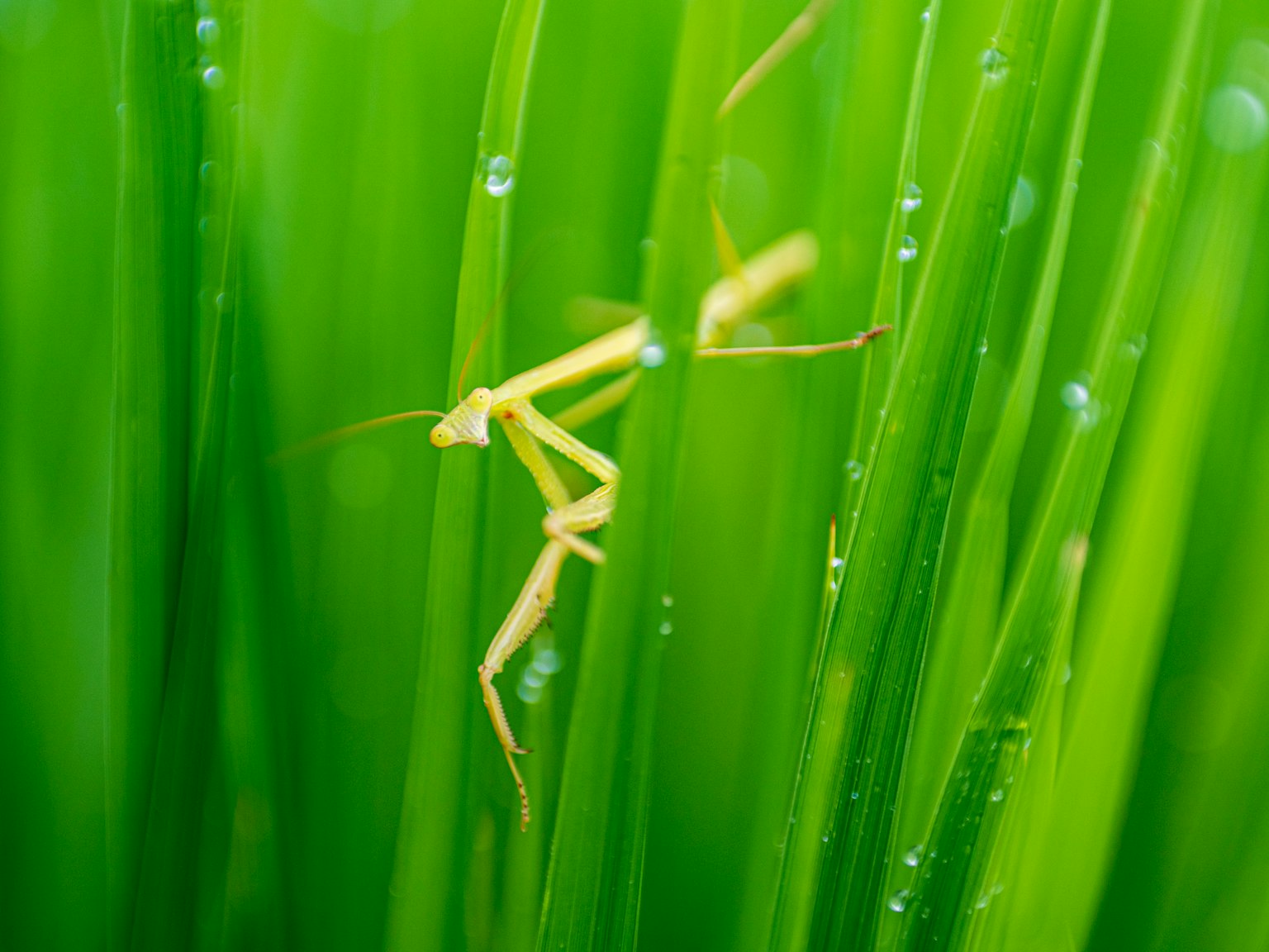 Close-up of a yellow mantis camouflaged among green grass