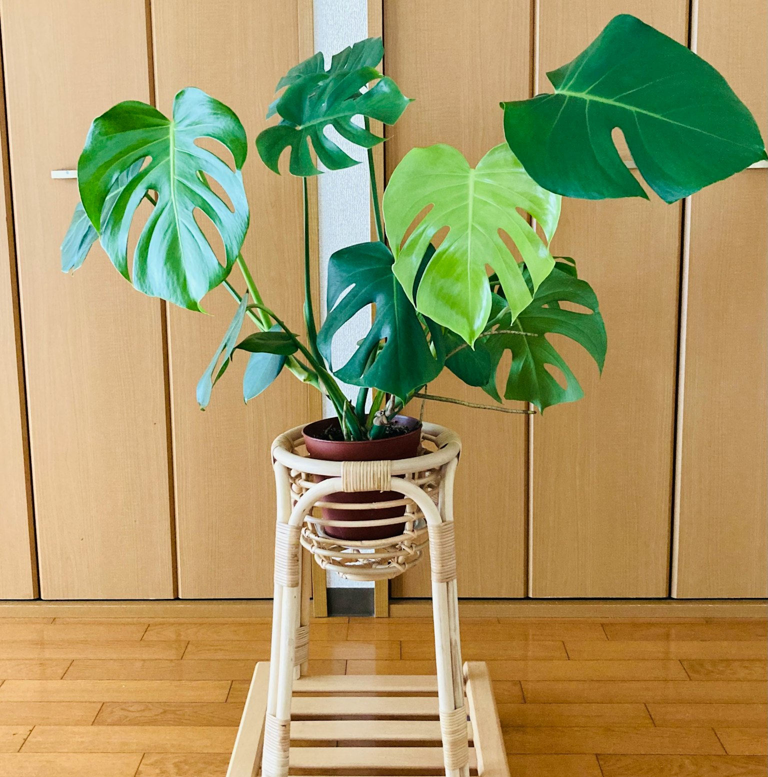 Plante Monstera dans un pot décoratif sur un sol en bois clair
