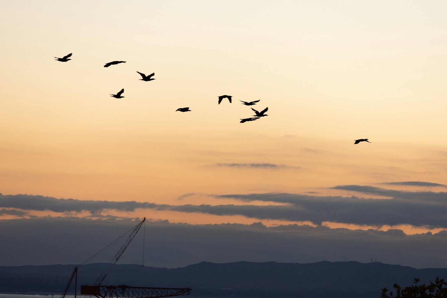 Schwarm von Vögeln, die gegen einen Sonnenuntergangshimmel mit ruhigem Meer fliegen