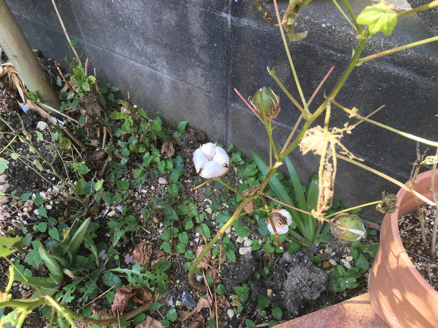 A cotton plant with white cotton blooms in a green grassy area
