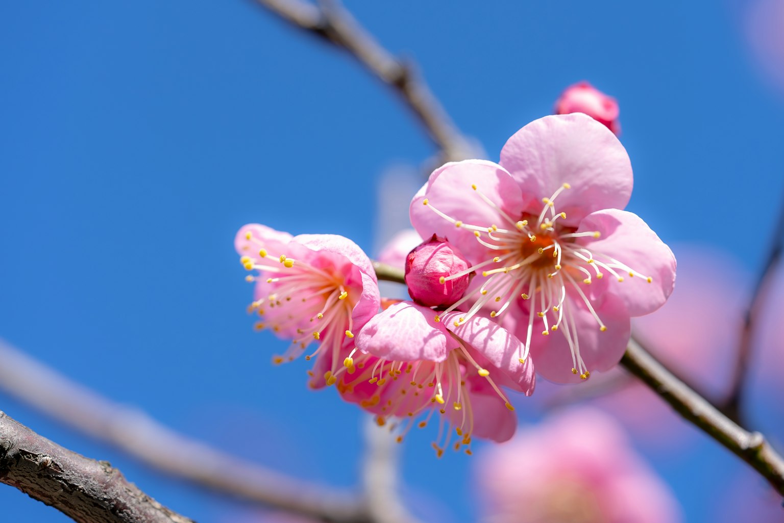 Close-up of plum blossoms against a blue sky