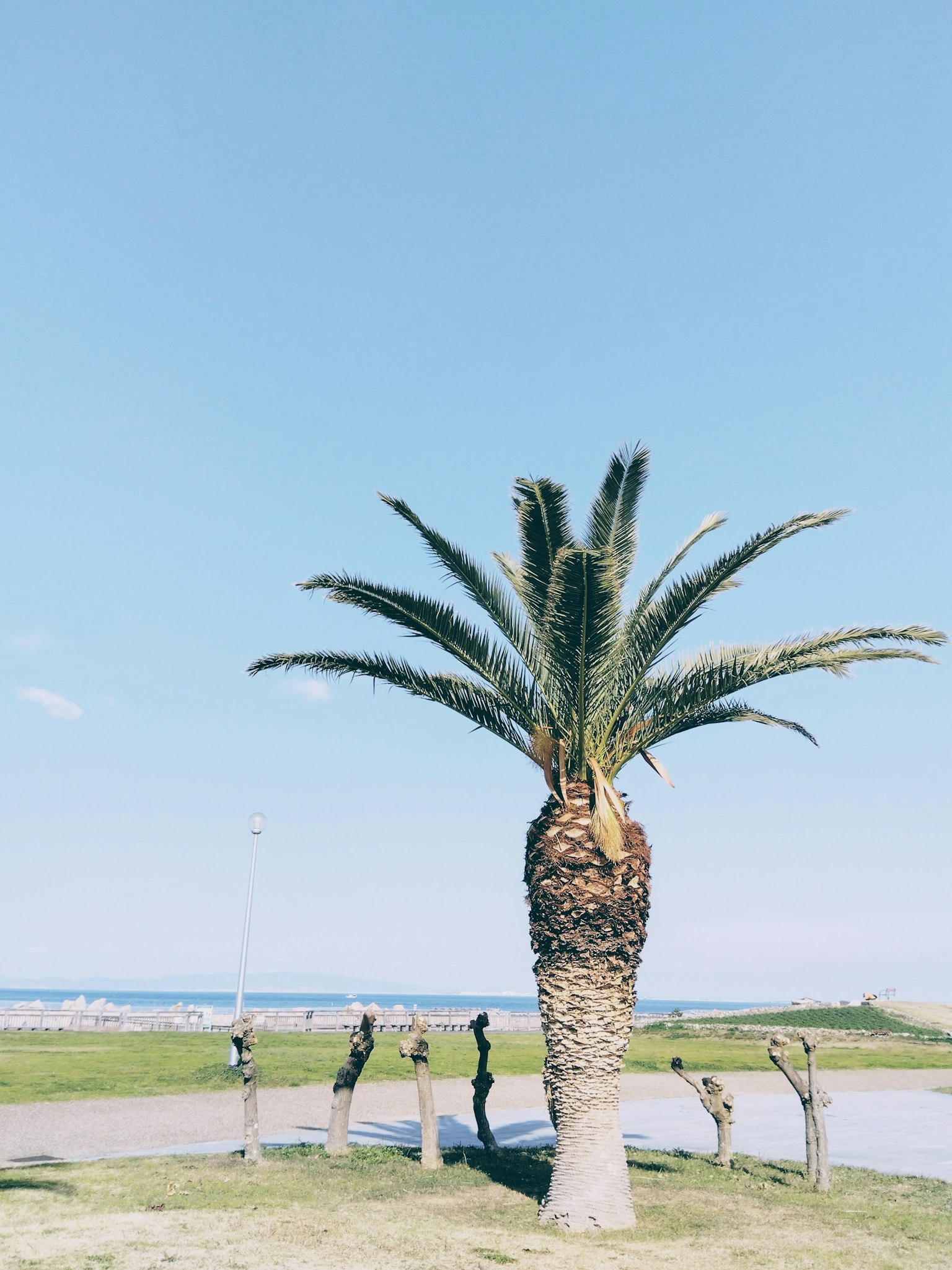 在藍天和海景下的棕櫚樹