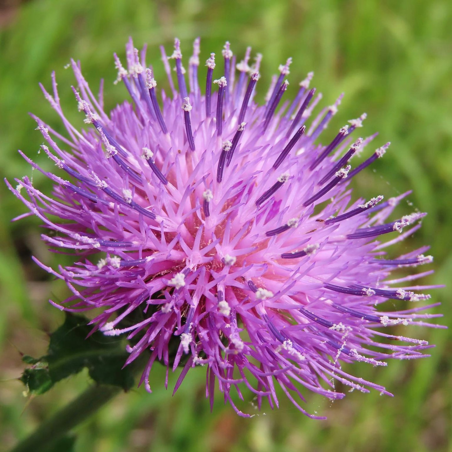Vibrant purple flower with spiky petals against a green background