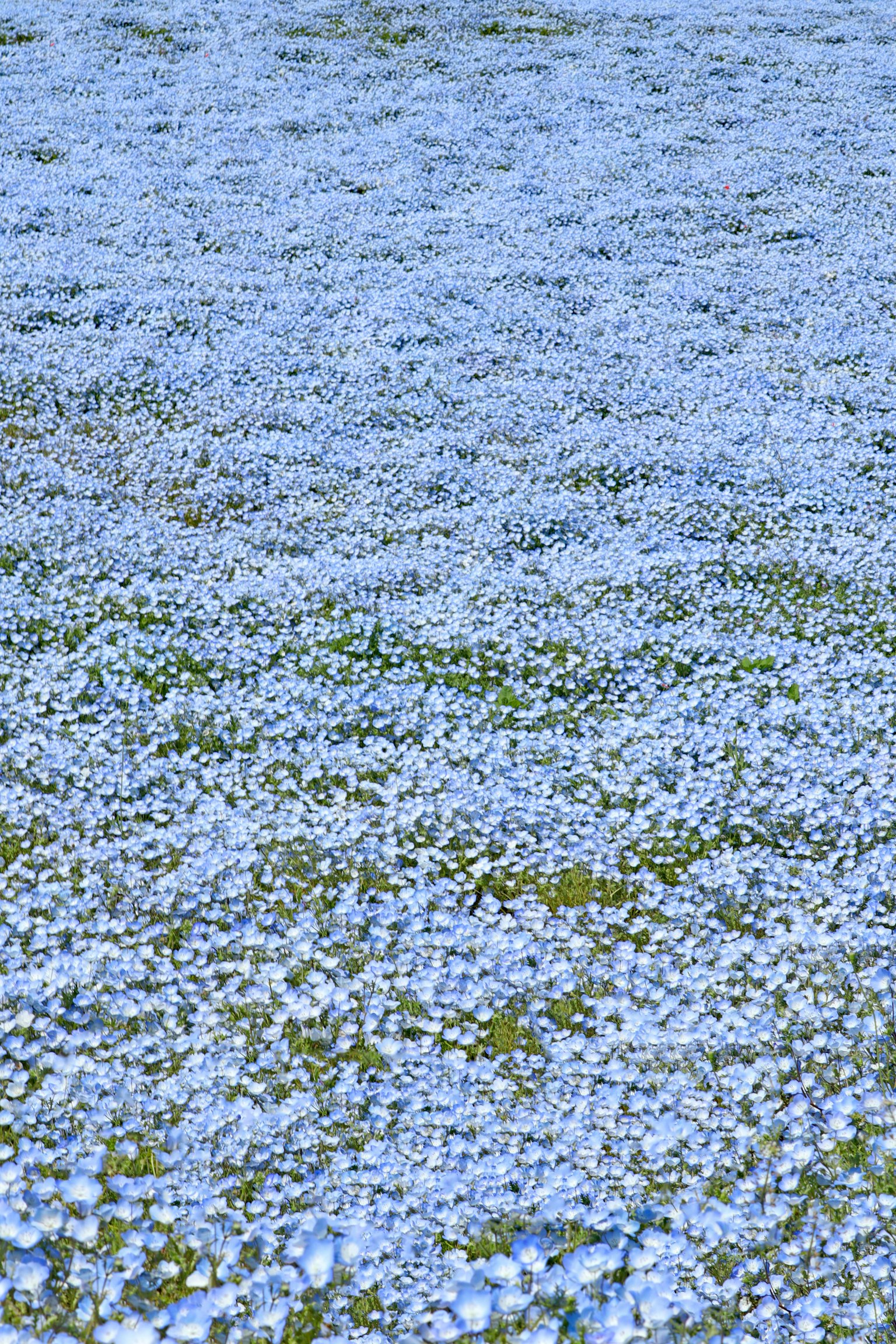 Un paisaje hermoso cubierto de flores azules