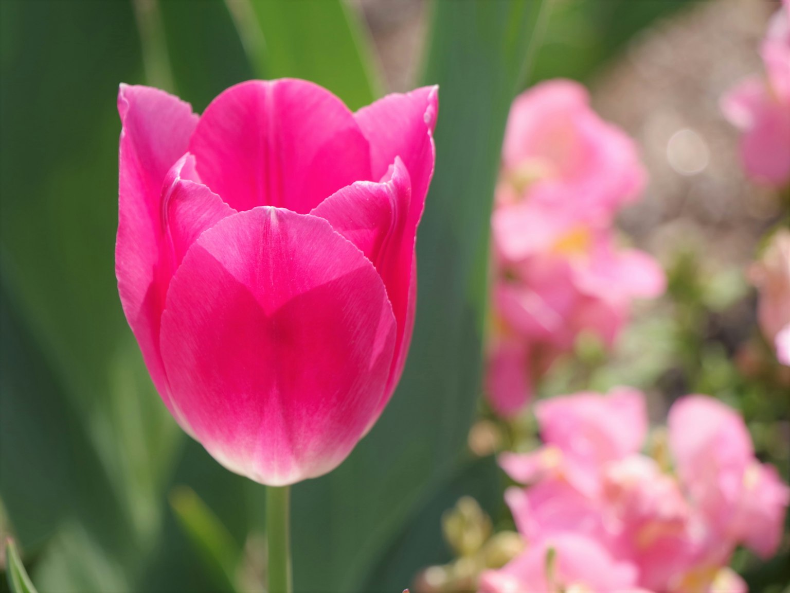 Tulip pink cerah mekar di taman