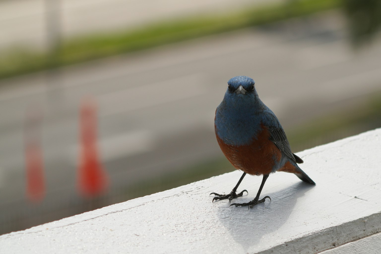 Burung kecil dengan kepala biru dan dada oranye berdiri di tepi putih