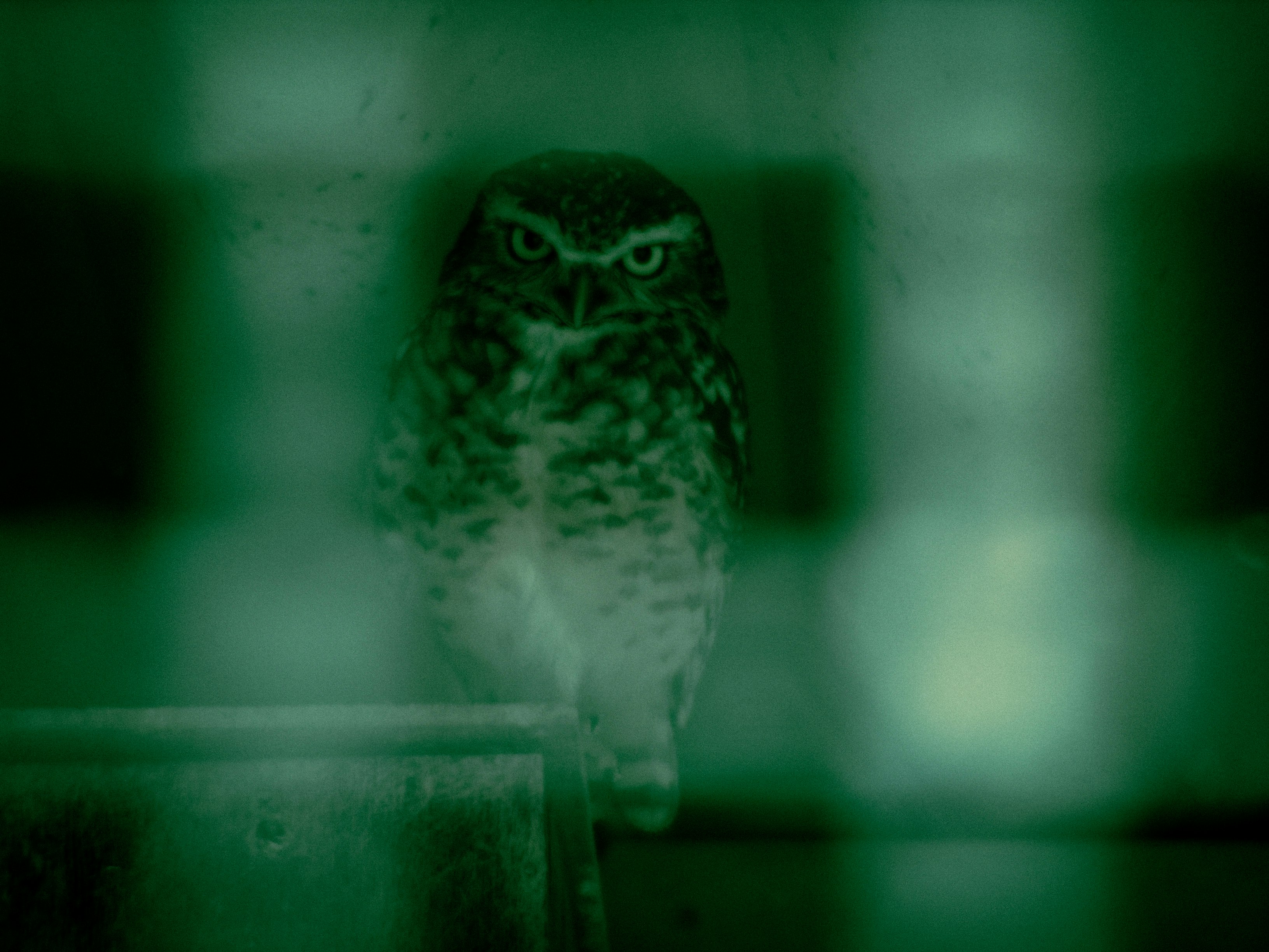 ガラス越しに見えるフクロウのシルエット