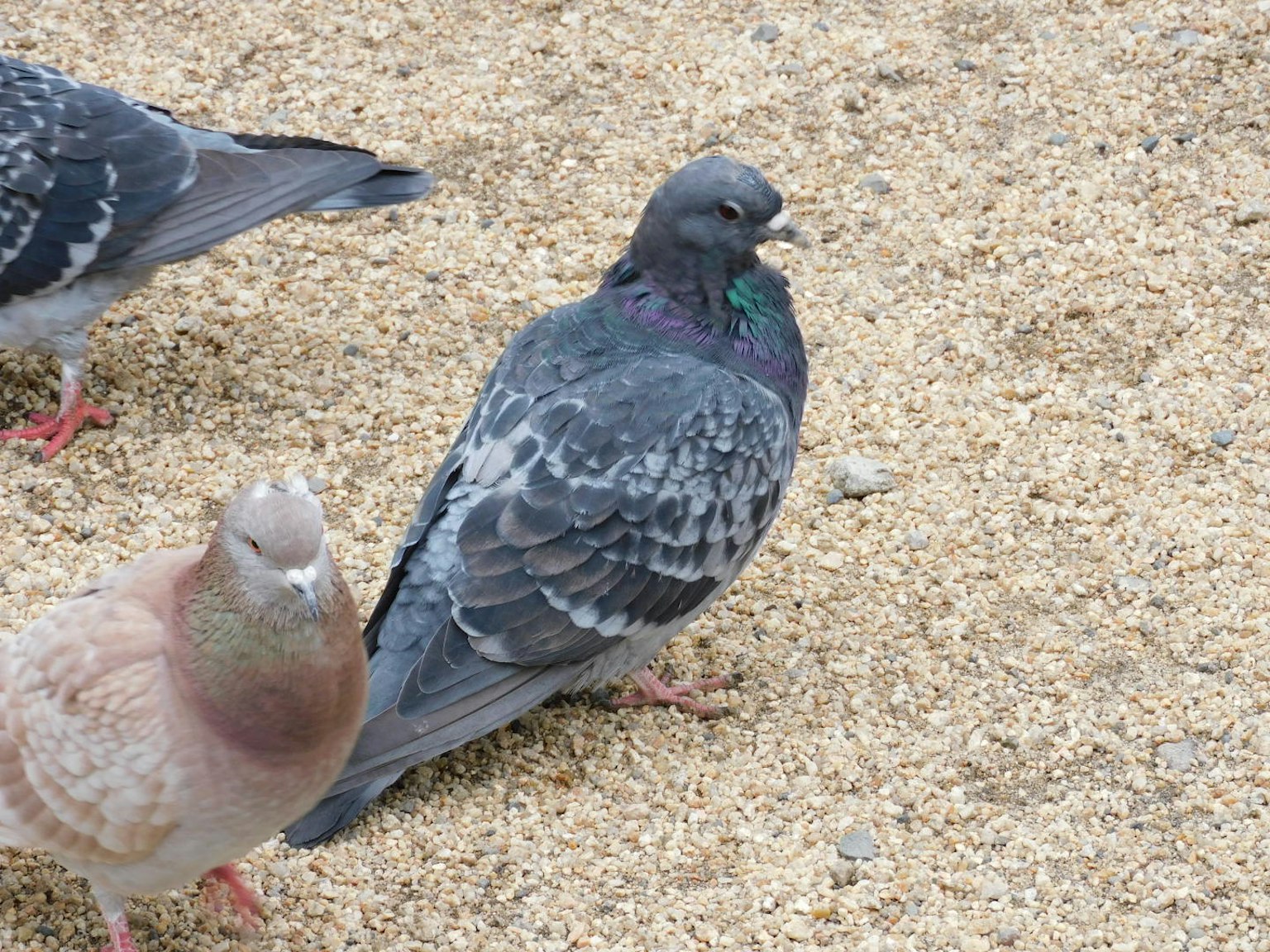 Pigeon gris et pigeon brun sur un sol sablonneux