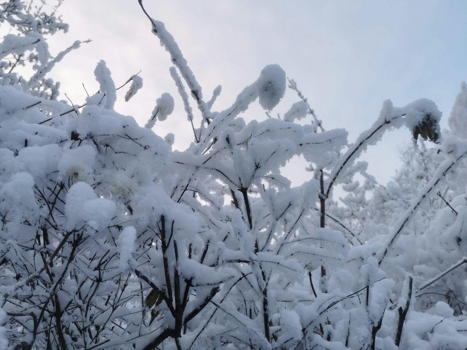 Branches covered in snow with a blue sky backdrop