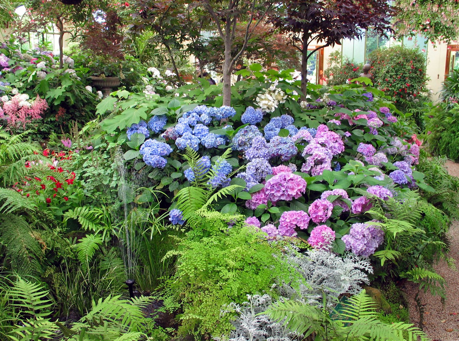Una scena di giardino rigoglioso con ortensie vivaci in tonalità di blu e rosa circondate da vegetazione