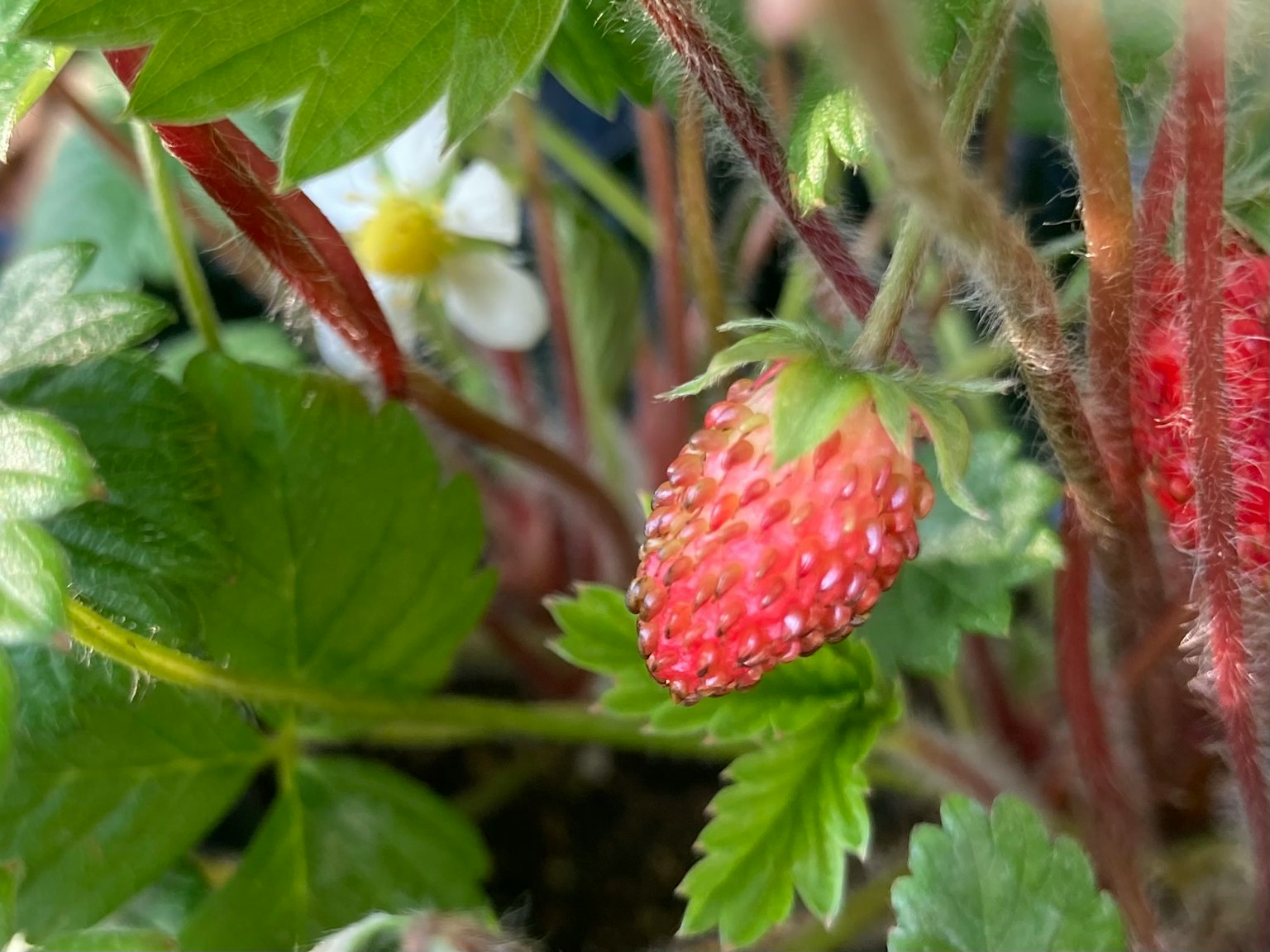 ภาพใกล้ของสตรอเบอรีสีแดงท่ามกลางใบเขียวและดอกไม้สีขาว