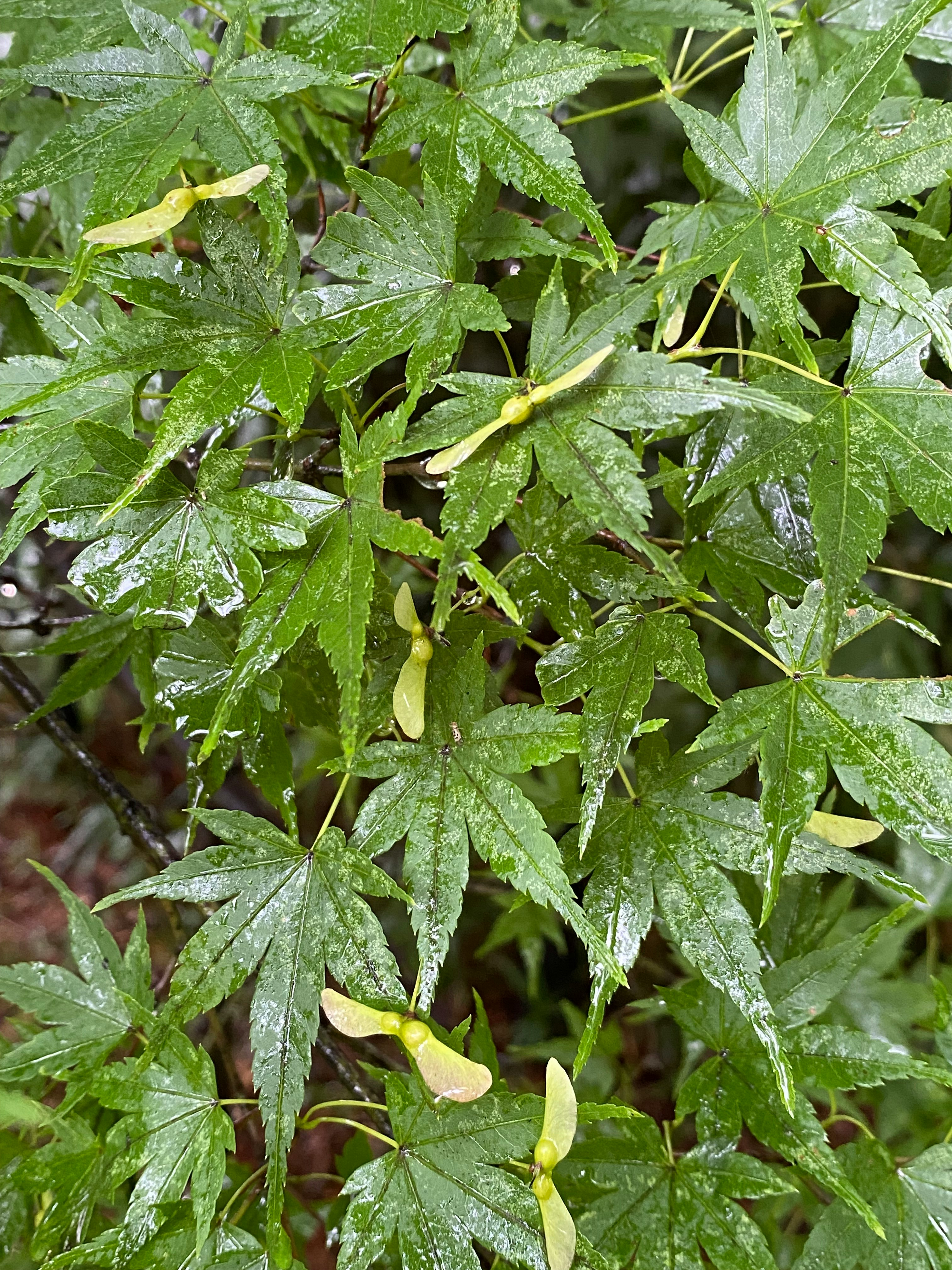 kleine Früchte an Blättern im Botanischen Garten der Präfektur Kyoto