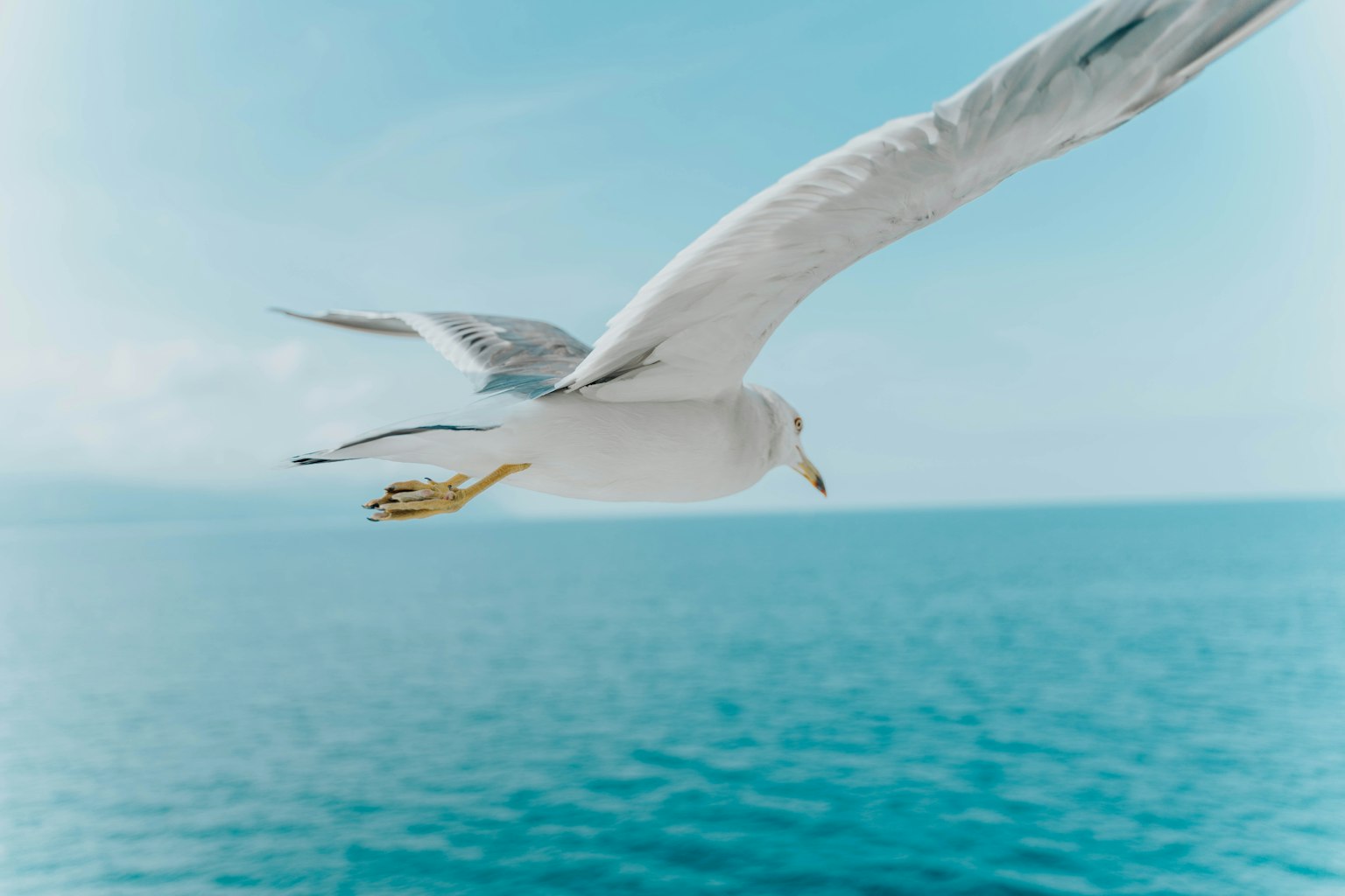 Un gabbiano che vola su uno sfondo di oceano blu