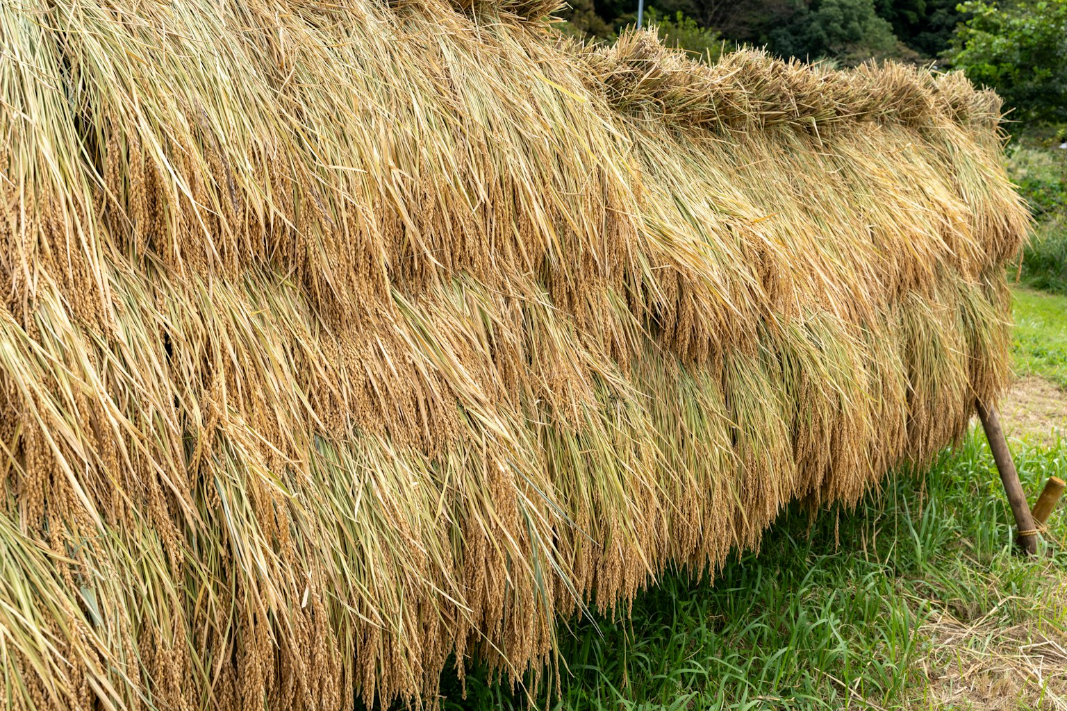 Réserve de cultures recouverte de paille de riz séchée