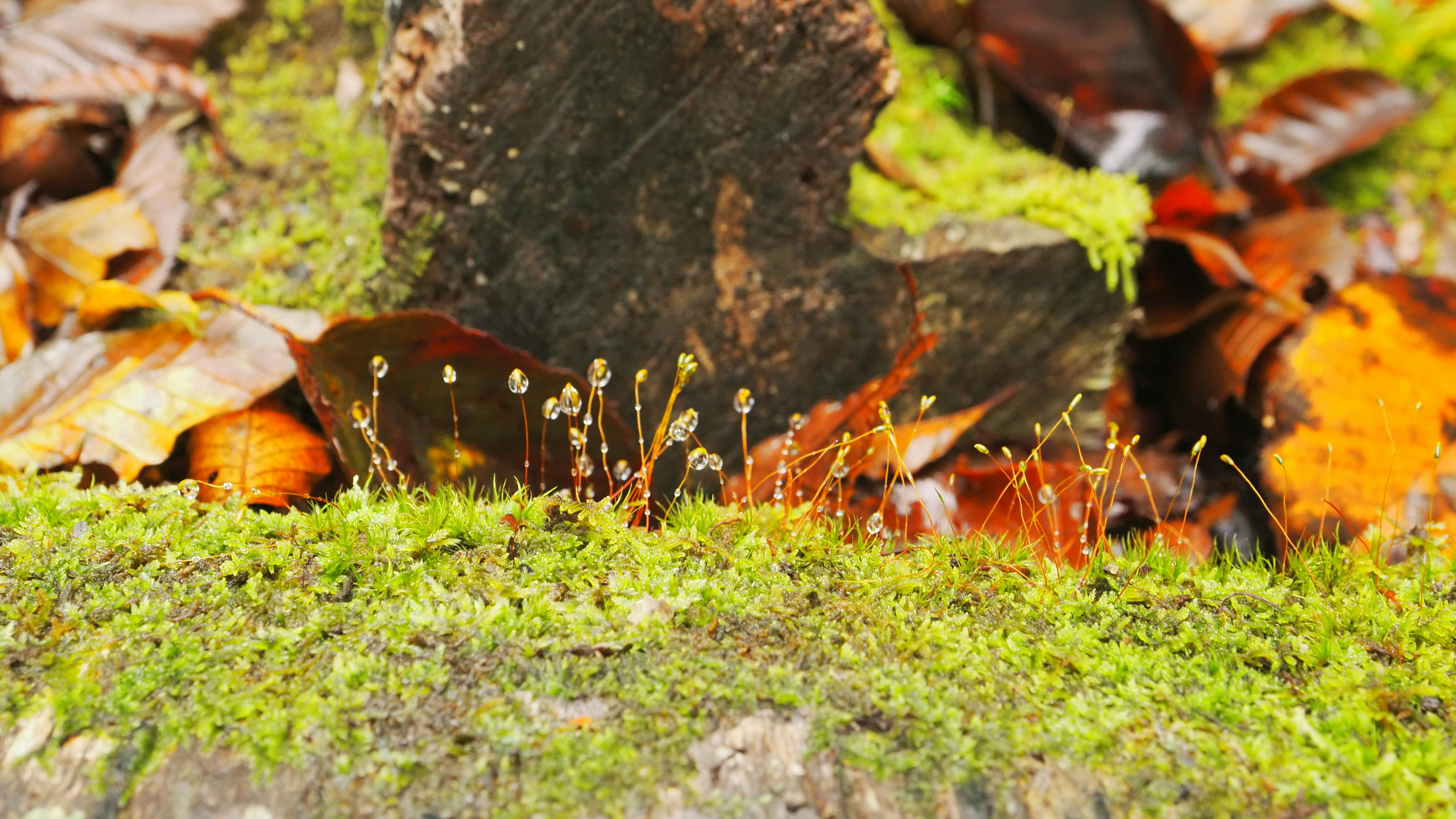 moss-covered rocks surrounded by fallen leaves and small plants