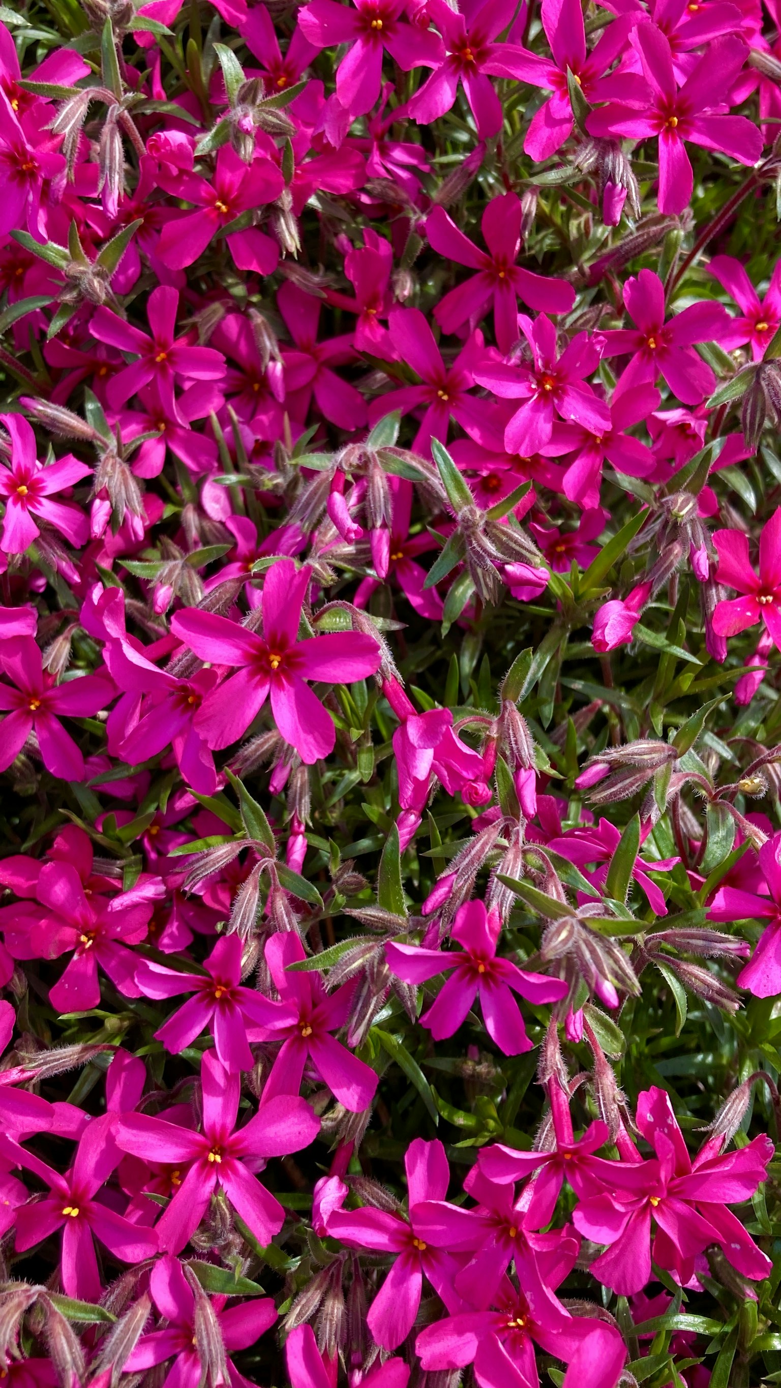 Lebendige rosa Blumen blühen dicht in einem Garten