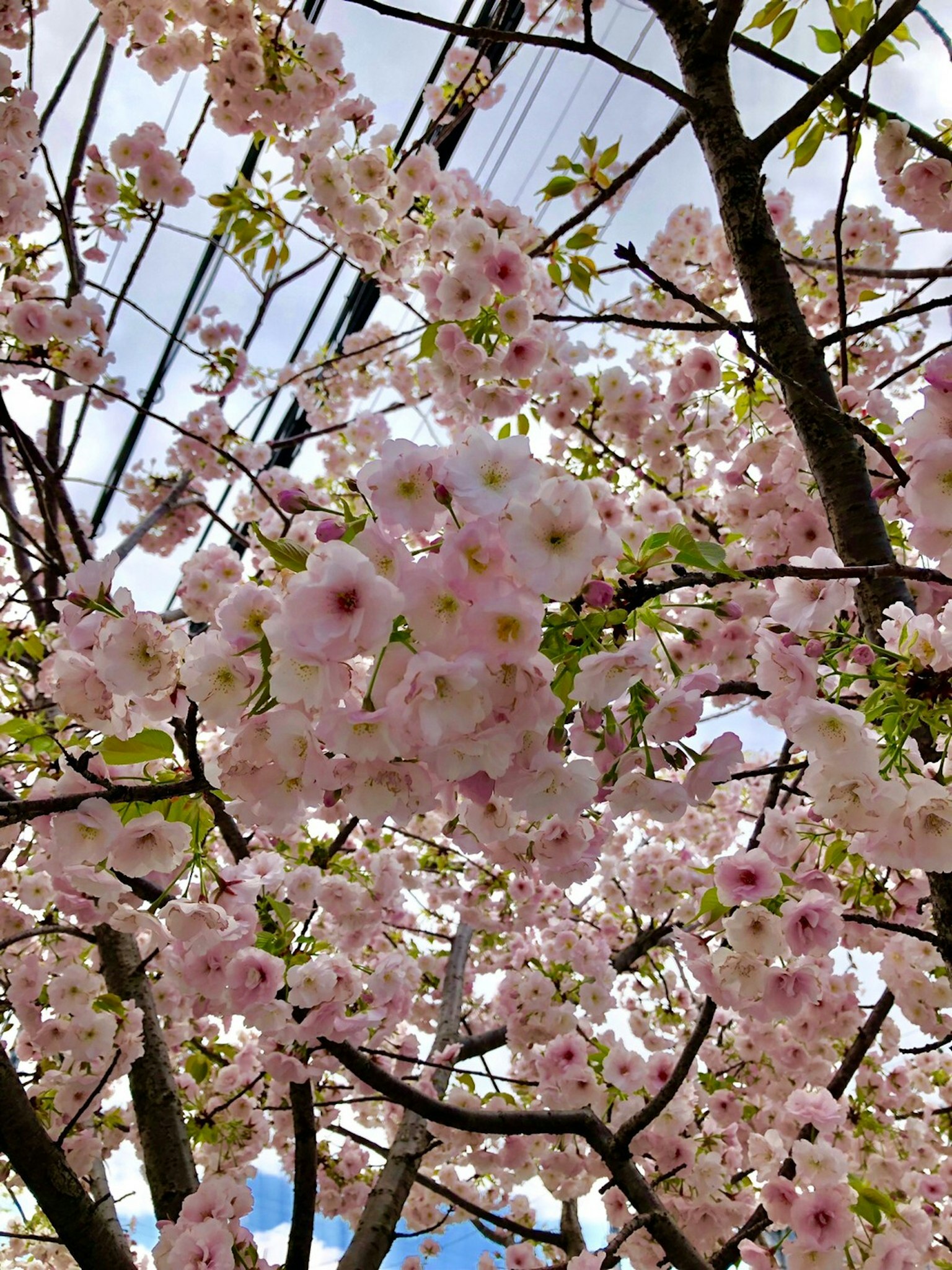 Branches de fleurs de cerisier rose pâle contre un ciel bleu