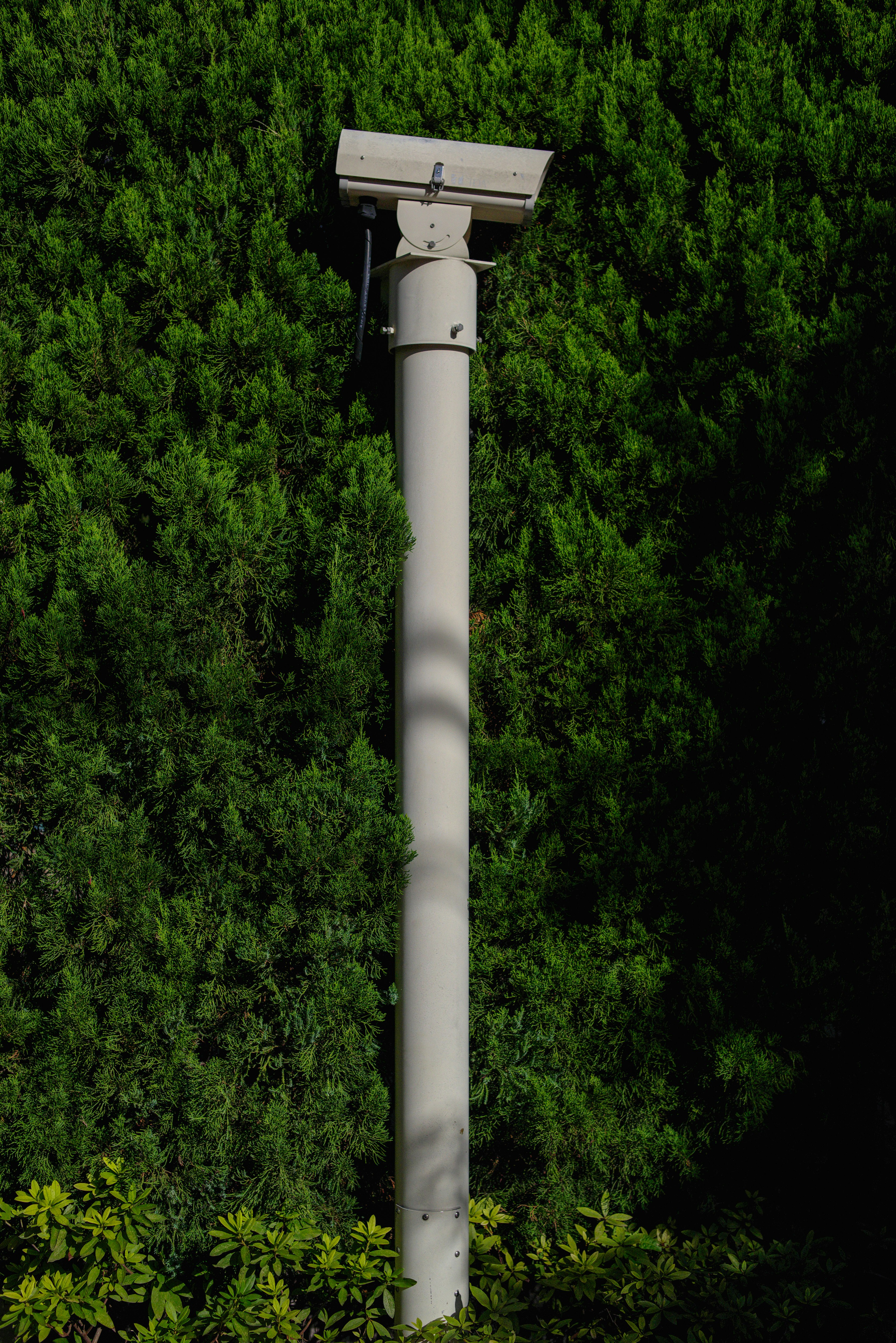 caméra de surveillance sur un poteau au milieu d’une forêt verte