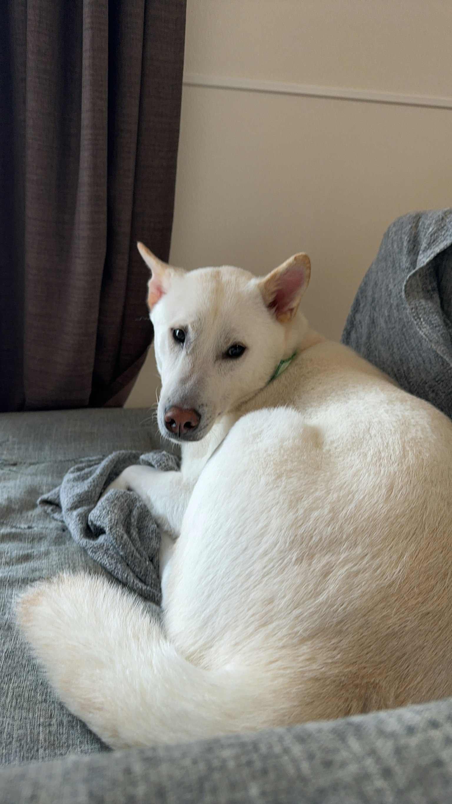 Cane bianco seduto su un divano che guarda indietro verso la fotocamera