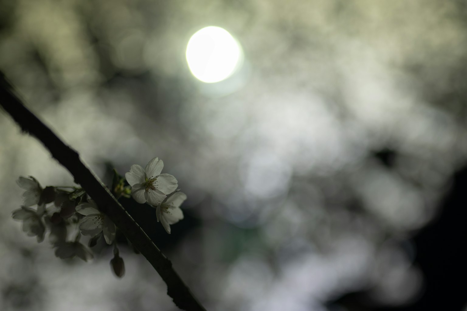 Fiori di ciliegio illuminati dalla dolce luce della luna