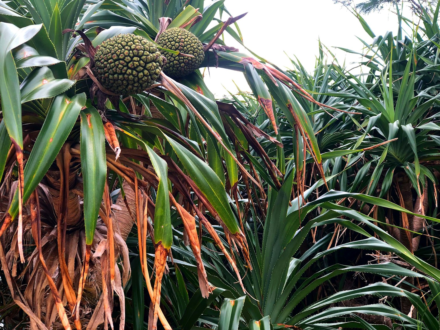 果物のような形の葉を持つ植物の群生の中にあるパイナップル
