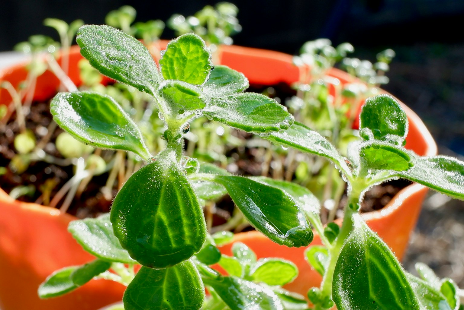 Planta de hojas verdes en una maceta naranja con luz solar