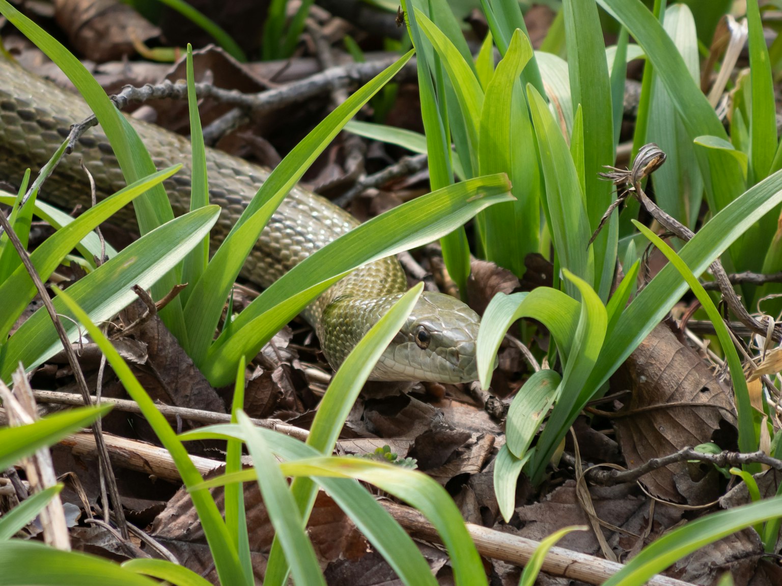 Seekor ular yang sebagian tersembunyi di antara rumput hijau dan daun