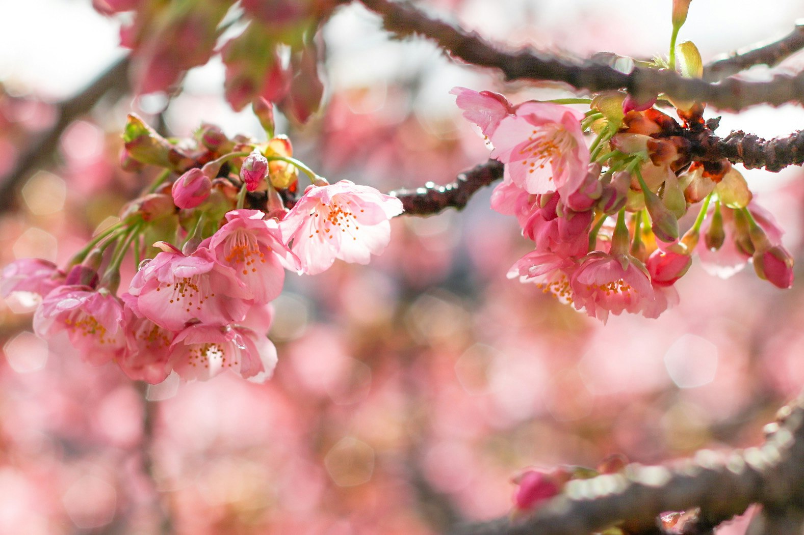 桜の花が咲いている枝のクローズアップ ピンクの花びらが鮮やかで春の訪れを感じさせる