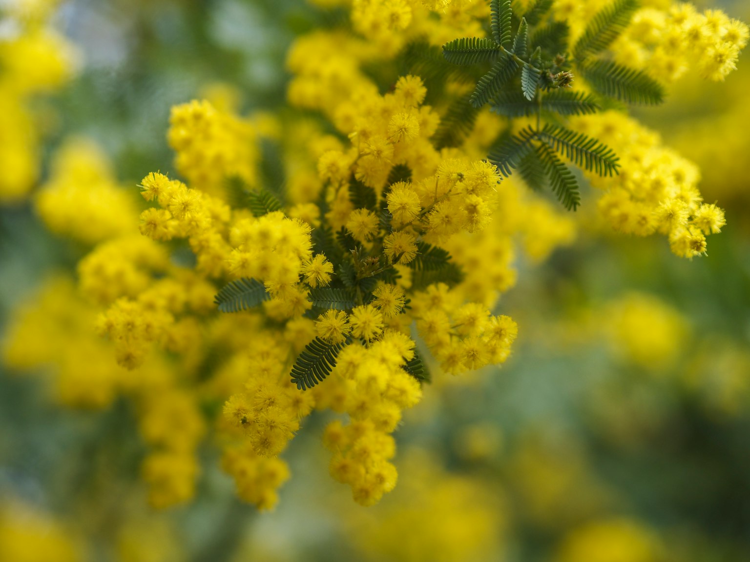 Gros plan d'une plante avec des fleurs jaunes vives