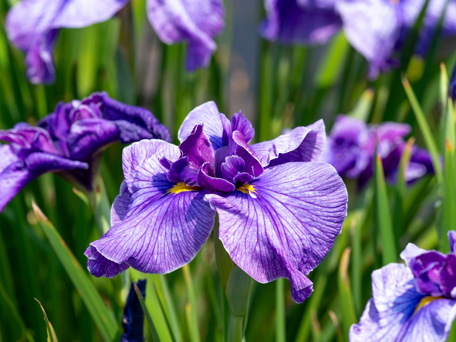 Hoa iris màu tím nở trong vườn