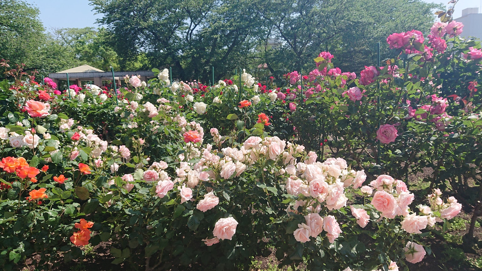 Un giardino vivace pieno di rose in fiore di vari colori