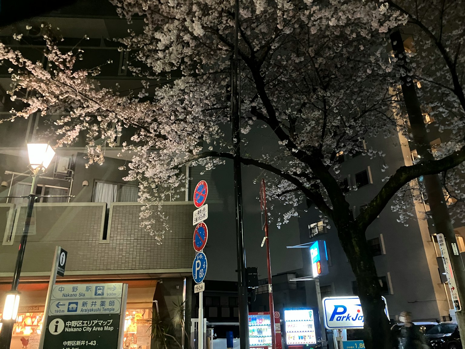 Vista notturna di un albero di ciliegio e di un lampione a Tokyo
