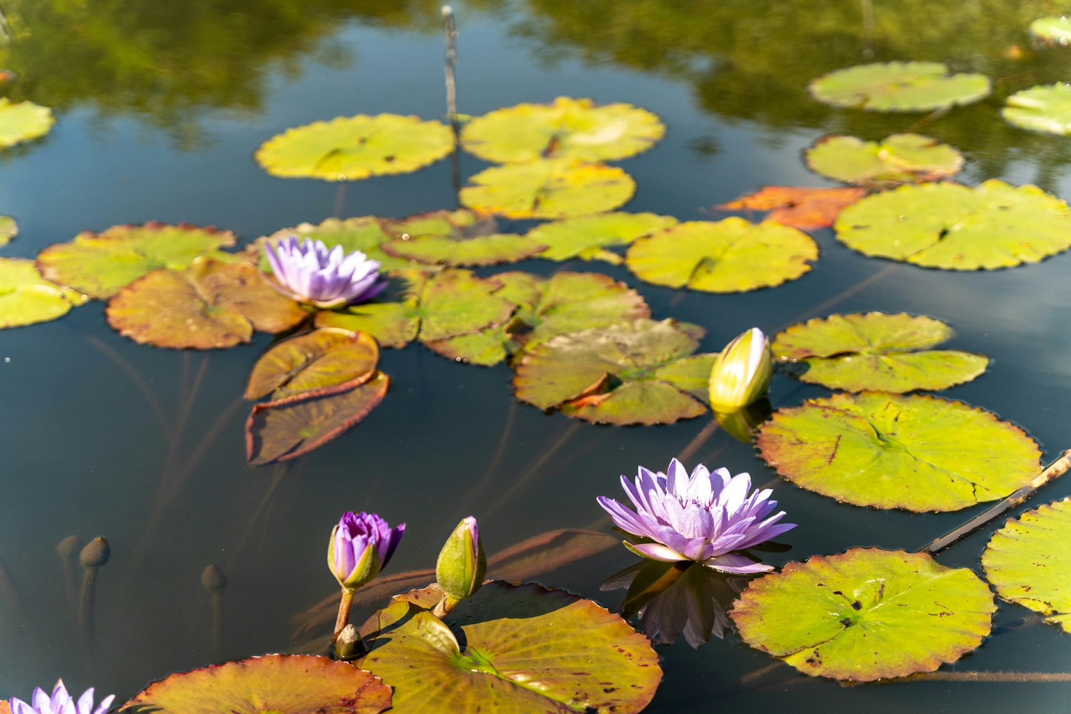 Belles nénuphars et feuilles vertes flottant à la surface de l'eau