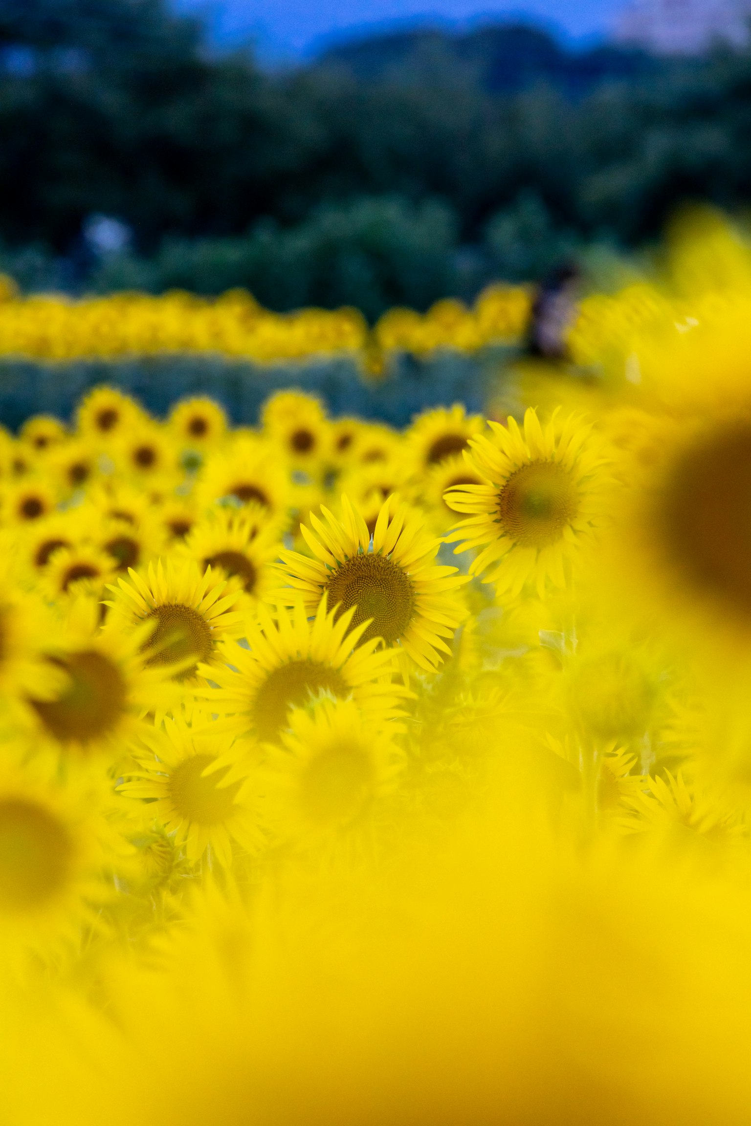 Un vibrante campo de girasoles con flores amarillas brillantes