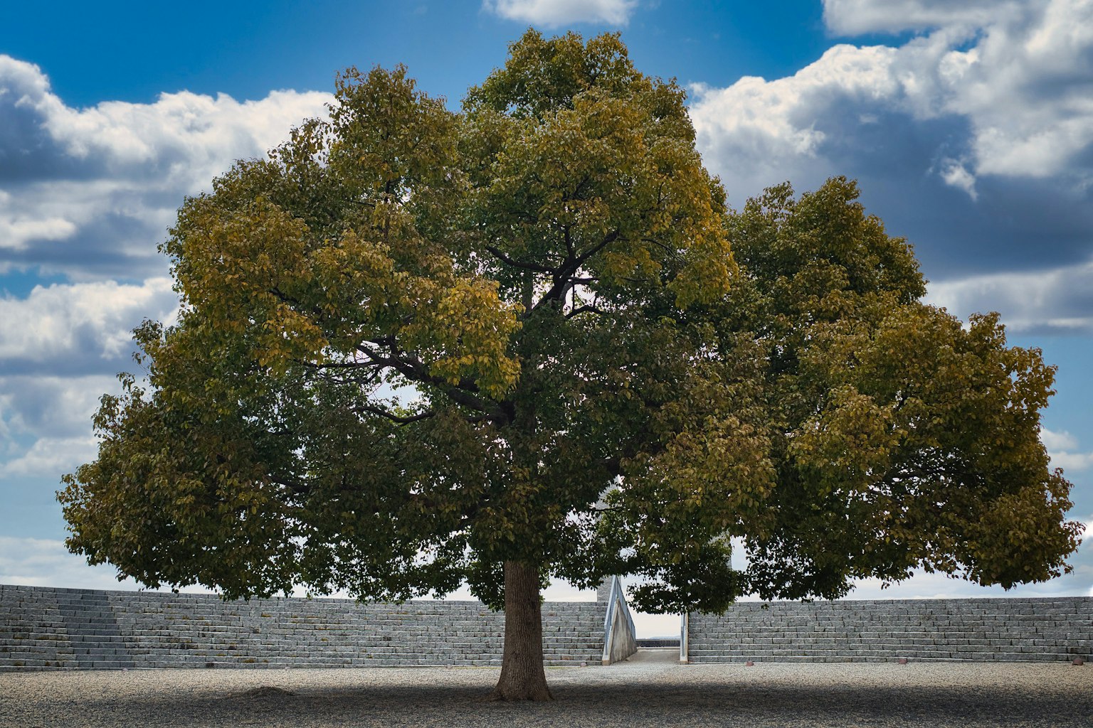 Un grande albero con uno sfondo di cielo blu