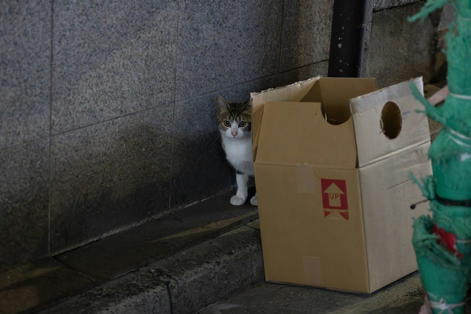 Cat peeking out from behind a cardboard box