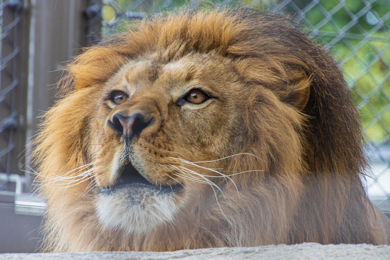 Close-up of a lion with a majestic mane