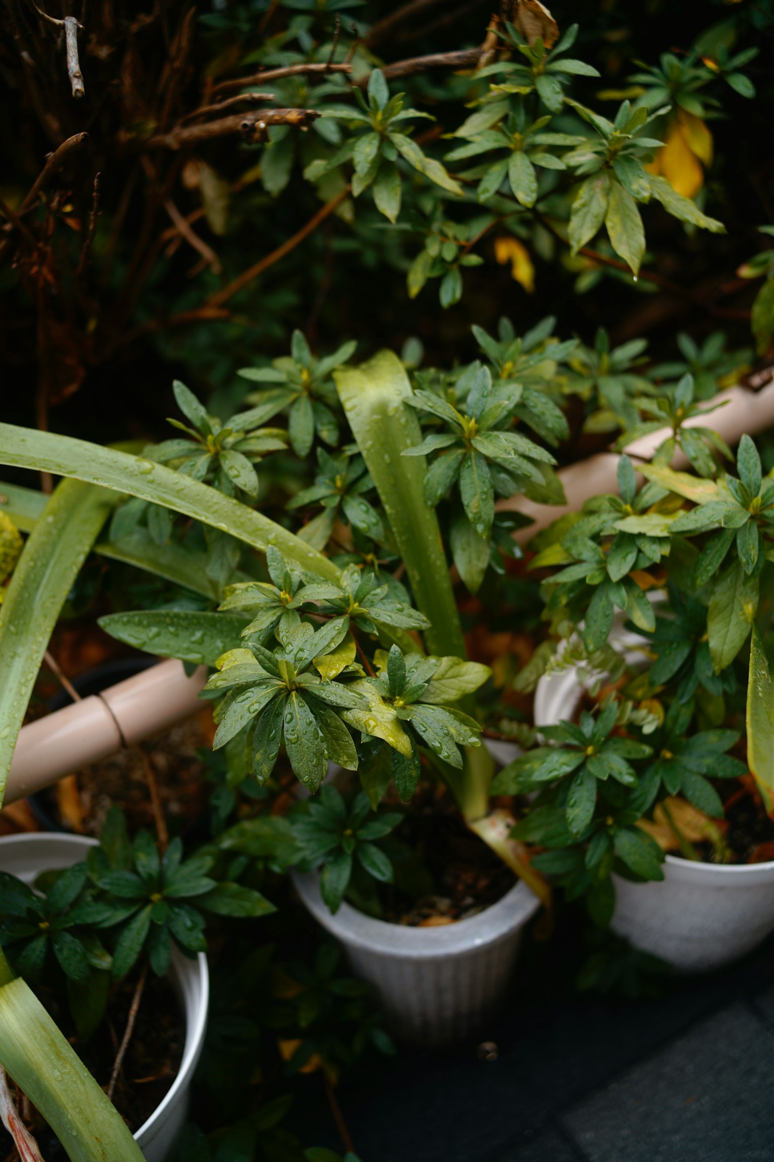 Lush green potted plants arranged in a natural setting