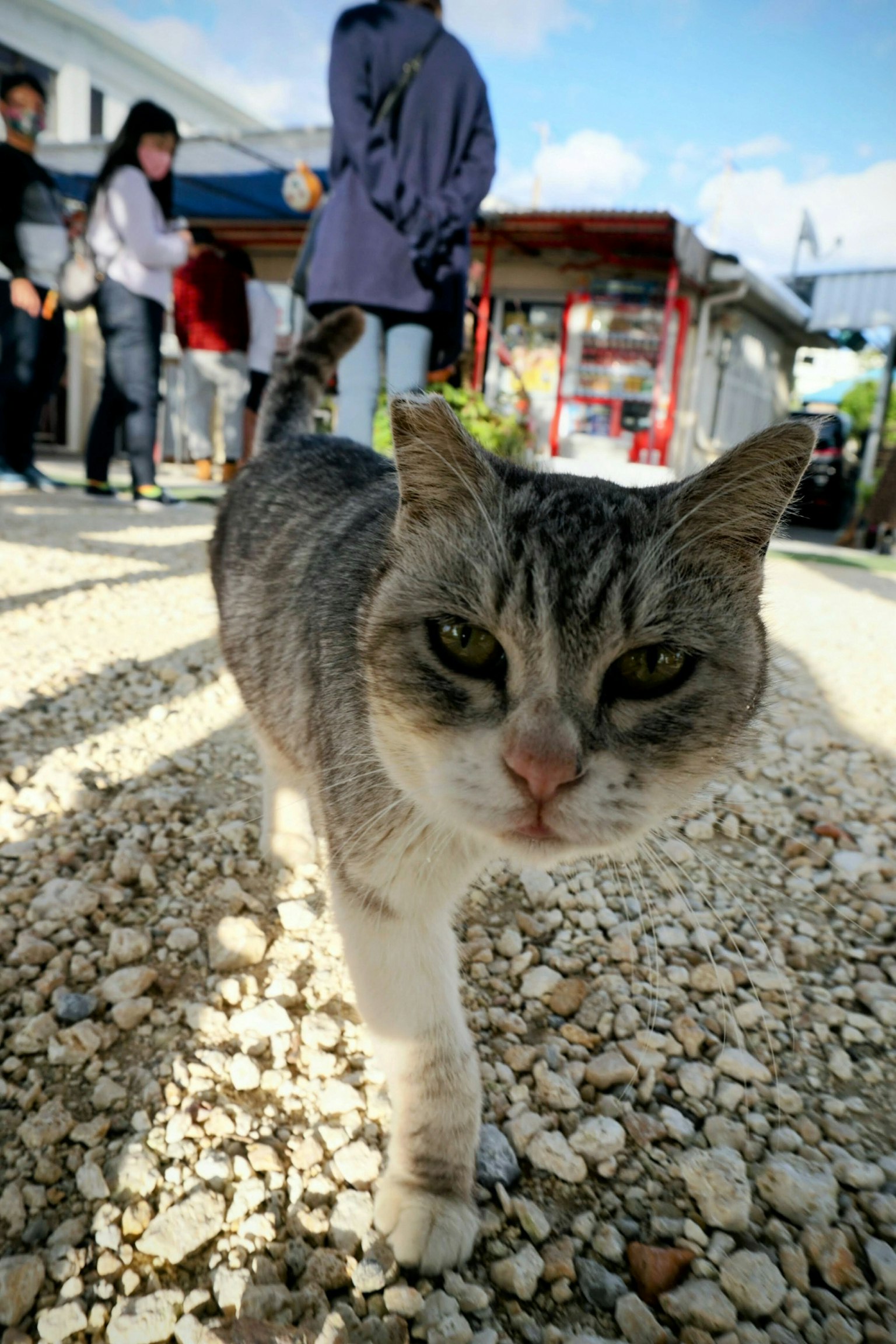 一只猫向镜头走来，背景有一些人和建筑物