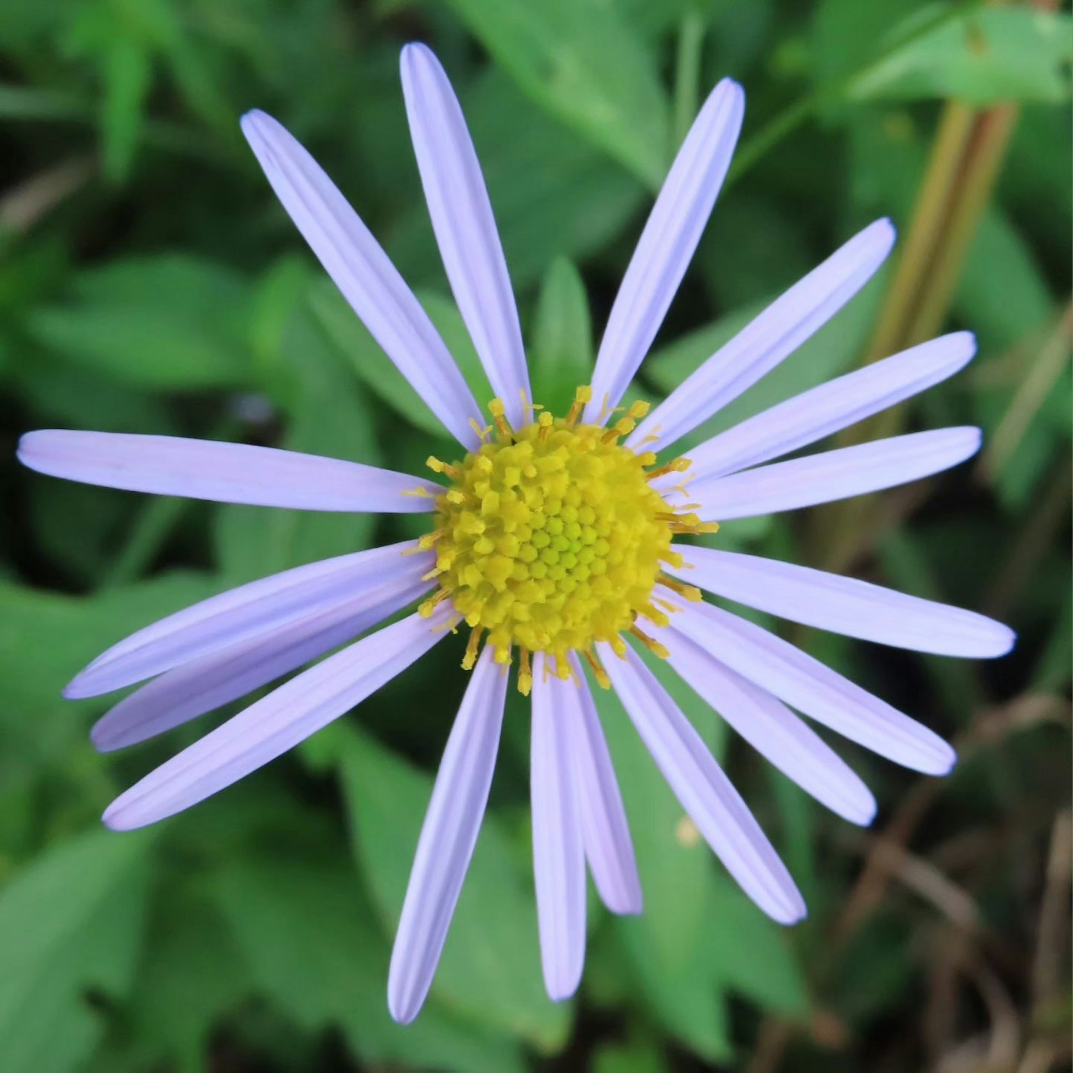 Une belle fleur violette fleurissant parmi des feuilles vertes