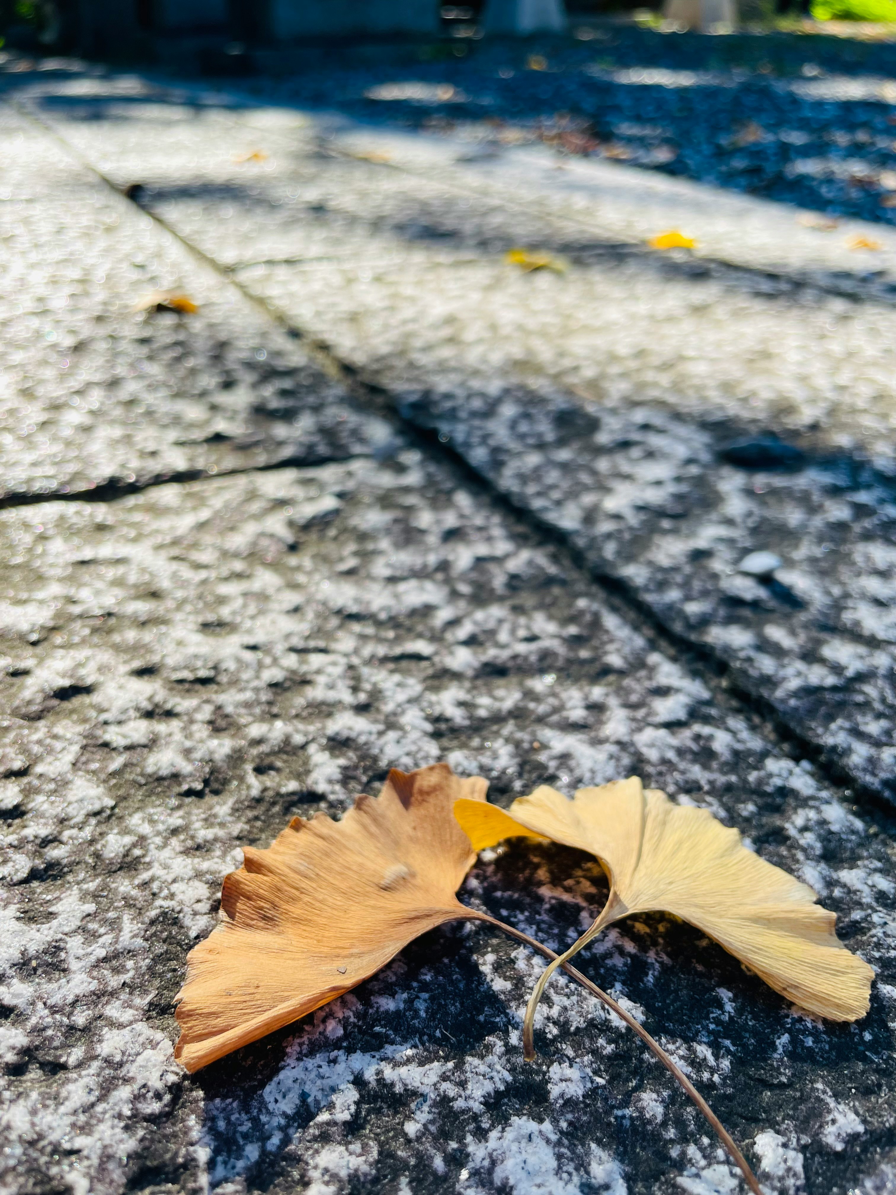 Lá bạch quả rơi trên nền lát đá