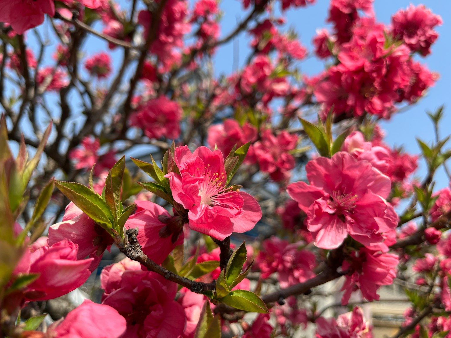 Gros plan de fleurs roses en fleurs sur une branche avec un ciel bleu en arrière-plan