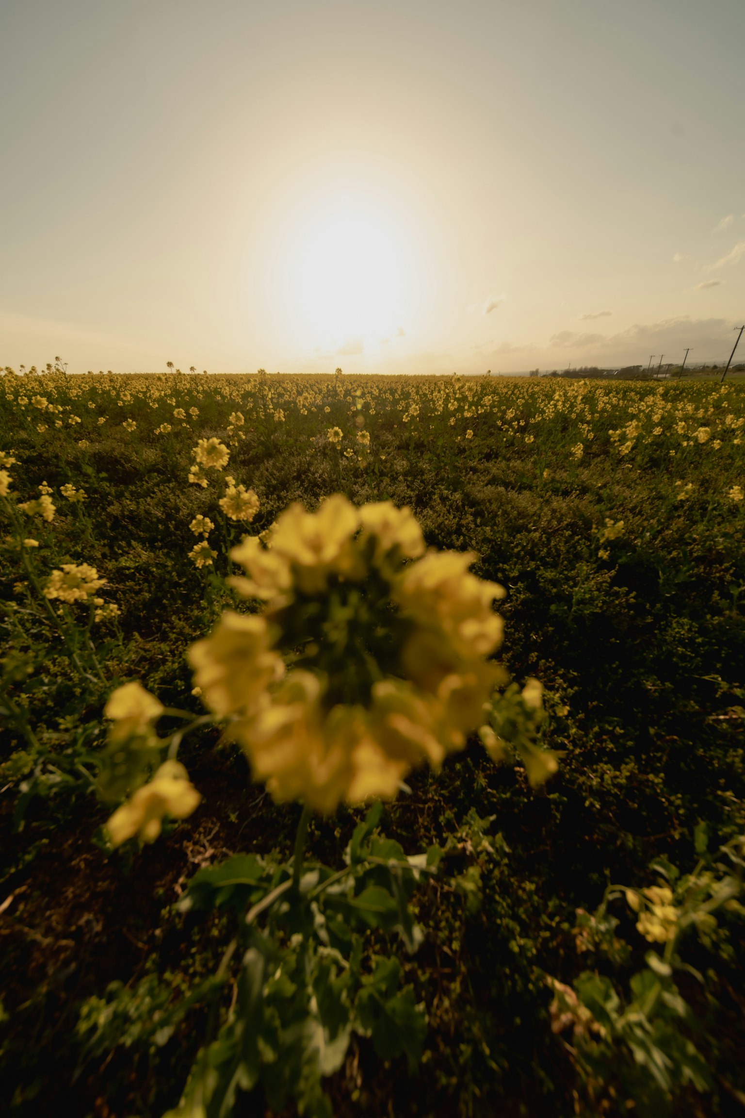 Primo piano di fiori gialli con il tramonto sullo sfondo