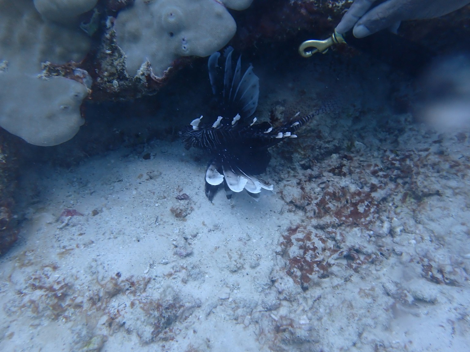 Scena subacquea con un pesce nero con motivi bianchi