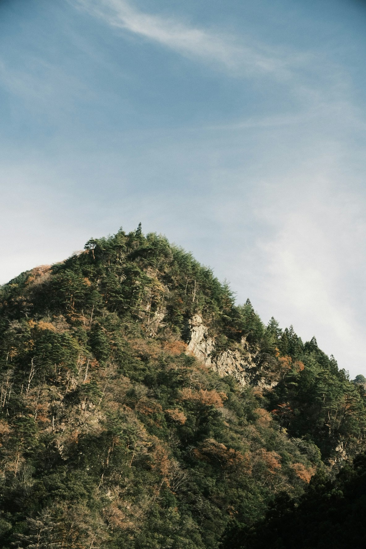 versante montuoso coperto di foresta e foglie autunnali immagine